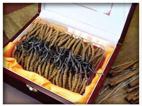 景泰冬虫夏草回收